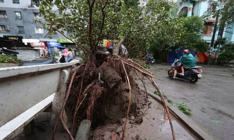 Siêu bão Yagi: Hàng loạt cây ở Hà Nội bật gốc, nhiều tuyến phố ùn tắc kéo dài