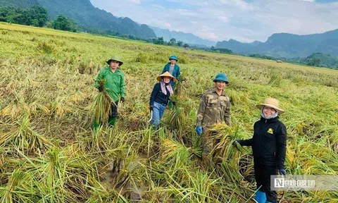 Tuyên Quang: Thầy cô lội ruộng gặt lúa, hỗ trợ khắc phục hậu quả sau bão số 3