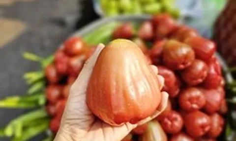 3-4 trái mận hồng giá 200.000 đồng, khách vẫn xuống tiền mua