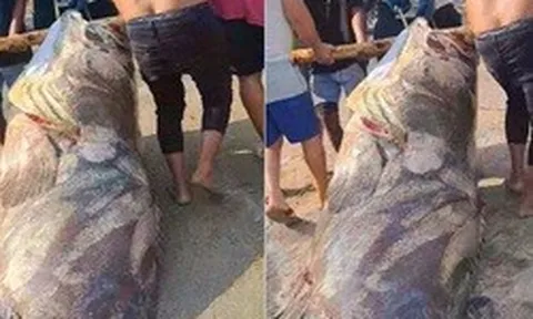 Ngư dân bắt được con cá mú khổng lồ, nặng hơn 290kg trên biển