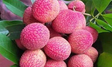 Loại vải to như quả trứng gà, giá 400.000 đồng/kg vẫn không có để ăn tại Thanh Hà