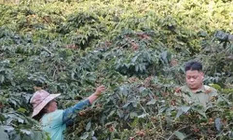 Cà phê Arabica của Sơn La sẽ lên sàn đấu giá tại Hawaii, Mỹ