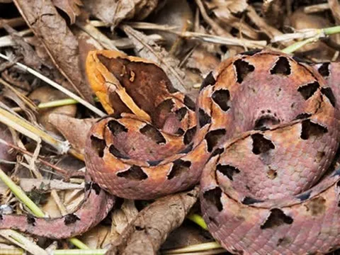 Đi hái điều, người đàn ông 37 tuổi bị con vật "cực độc" tấn công