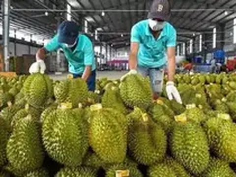 Ấn Độ chính thức mở cửa cho sầu riêng Việt Nam