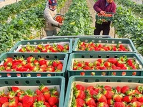 Nông dân Hàn Quốc trúng lớn với loại quả Việt Nam đang trồng rất nhiều - Singapore, Thái Lan cực ưa chuộng