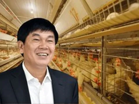 Đàn gà của tỷ phú Trần Đình Long giờ ra sao?