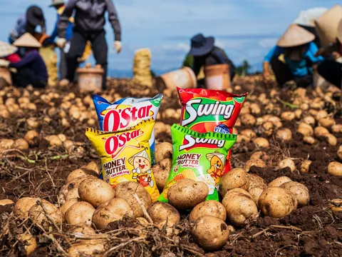 Khoai tây quê hương 2025 – Hành trình tươi ngon, giá trị vẹn tròn